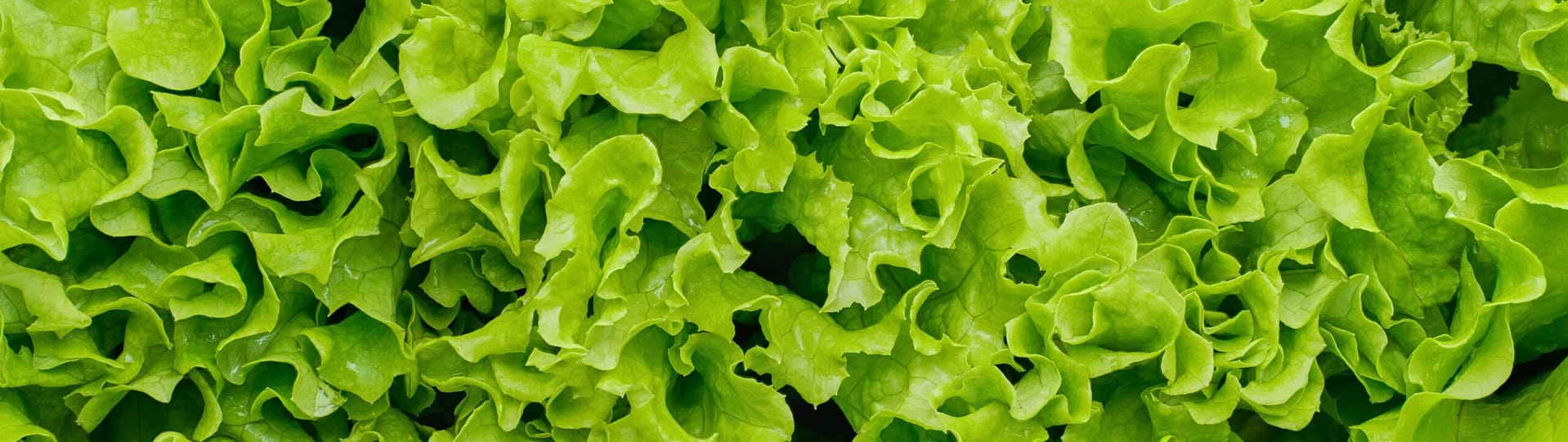 Emballages fruits et légumes - salade